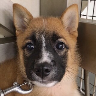 【相談中】元気な鼻黒っ子 わしえちゃん 2ヶ月