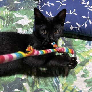 幸運のかぎしっぽ子猫ちゃん