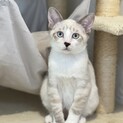 シャム系、ラグドール風‪‪な男の子♡