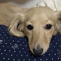 カニヘンダックスフンドのきなこ