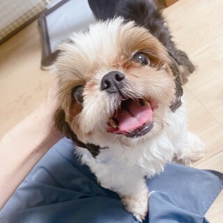 甘ったれなシーズー♀まじゅチャン