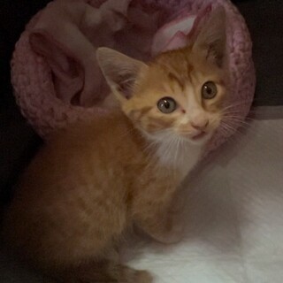 ホラン、里親さま決定！ありがとうございました♥️