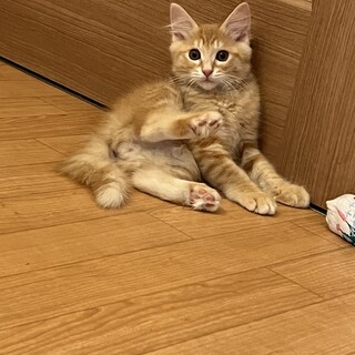 長毛ふわふわの甘えん坊さん♡キャスくん