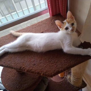 ぬか、里親さま決定！ありがとうございました♥️