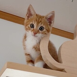 シナモン、里親さま決定！ありがとうございました♥️