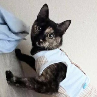 こつぶ、里親さま決定！ありがとうございました♥️