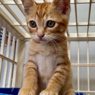 おだやかなマイク君