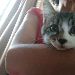 ネコ初心者向け2か月半白キジ坊や