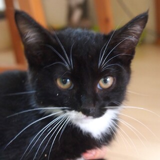 おとなしめの男の子☆タキシード柄