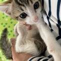 可愛くて人懐っこい子猫