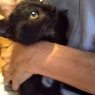 金色のつぶらな瞳、小顔、黒のスリムな体形♀2か月