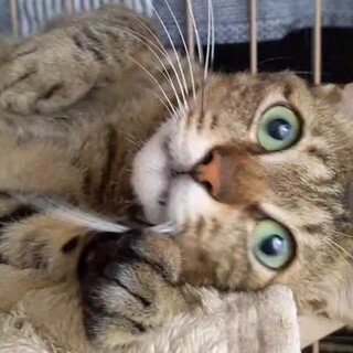 寂しがりやな健気な子♪