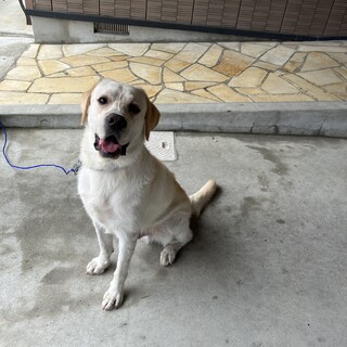 ラブラドールのナッツ