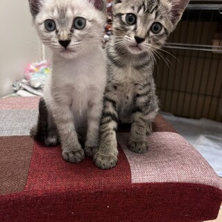 ミルクから育てました。しゃむミックスこねこ♀