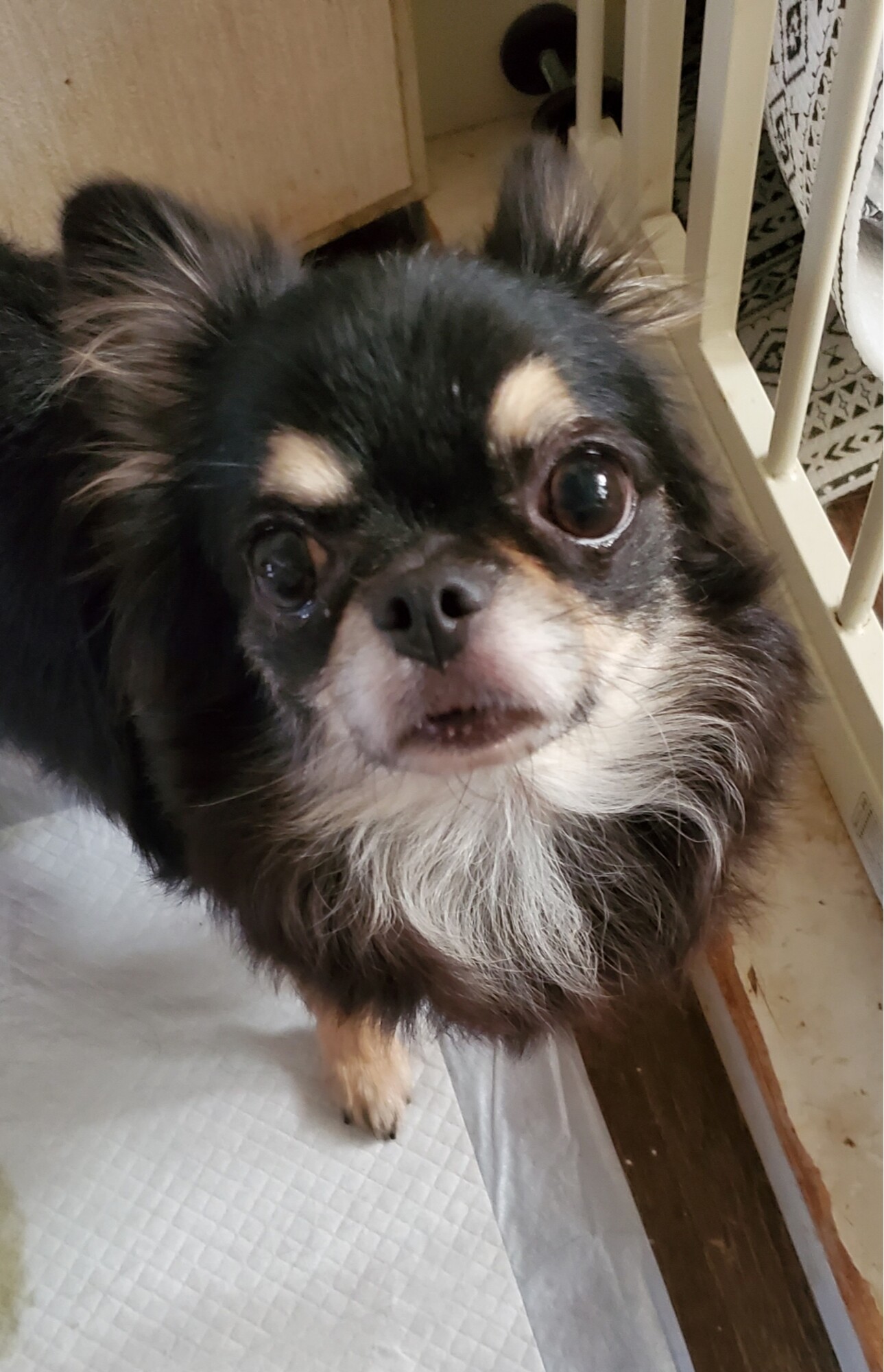 チワワのゆづきちゃん♀３才 サムネイル1