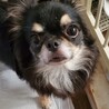 チワワのゆづきちゃん♀３才 サムネイル1