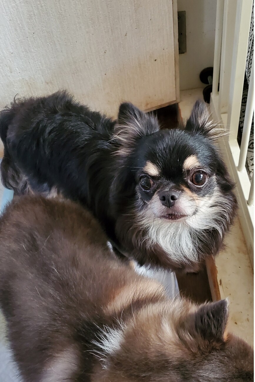 チワワのゆづきちゃん♀３才 サムネイル2