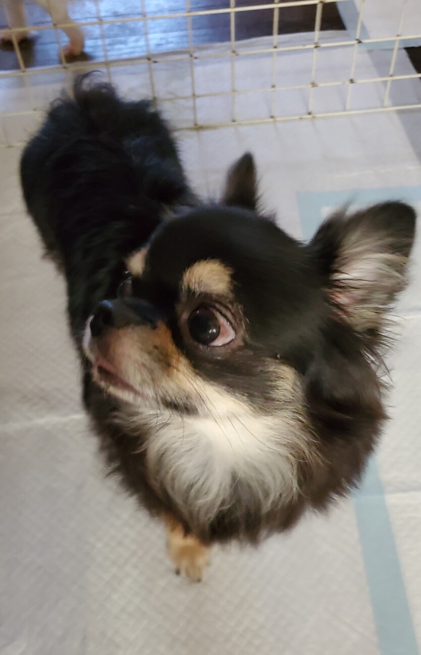 チワワのゆづきちゃん♀３才 サムネイル3