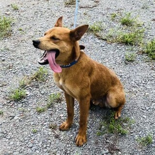 体は大きいけど甘えん坊！人が大好き「しずく」くん