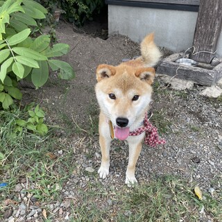 小柄な柴犬の男の子「まきの」くん