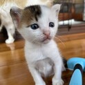 珍しい三毛柄のオス「きらくん」