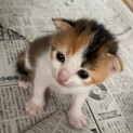 可愛い三毛猫メス「ここちゃん」