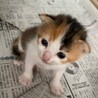 可愛い三毛猫メス「ここちゃん」 サムネイル1