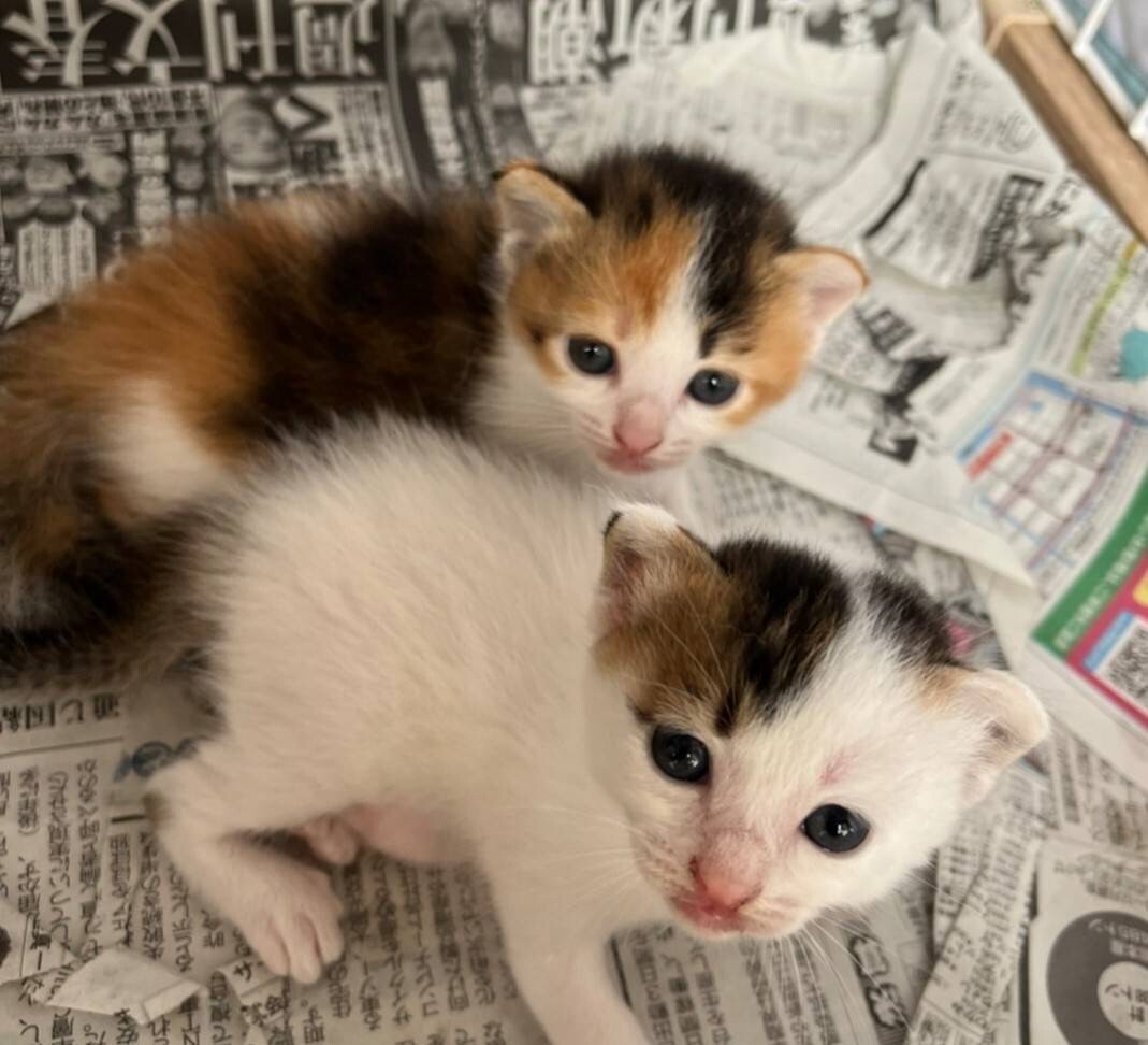 可愛い三毛猫メス「ここちゃん」 サムネイル2