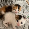 可愛い三毛猫メス「ここちゃん」 サムネイル2
