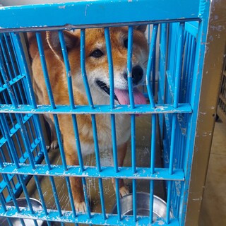 元気でいっぱいなつっこいこ