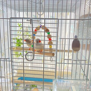 キンカチョウ　10ヶ月の兄弟3羽