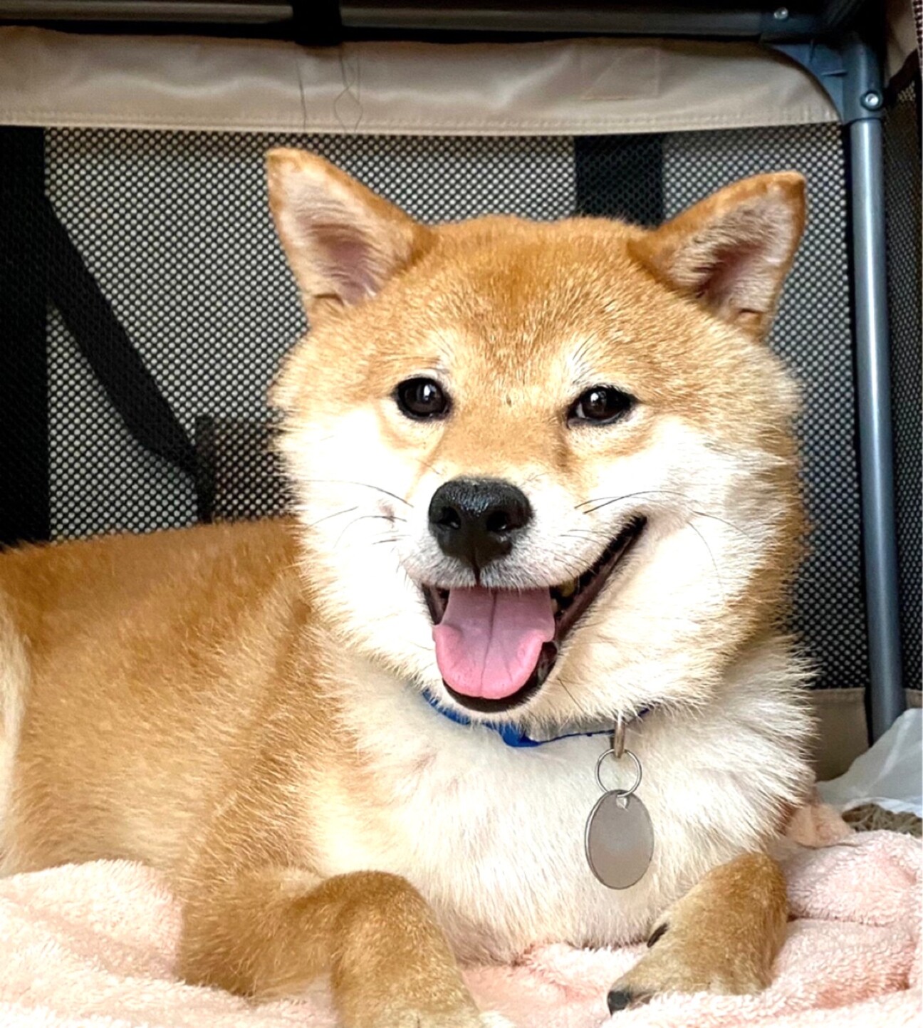 気高さをもった聡明な柴犬」愛知県 - 犬の里親募集(417179