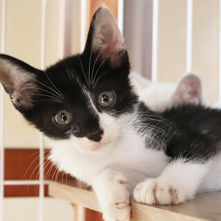 オレオ●甘えん坊過ぎるイケメンニャンコ