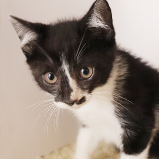 【里親様決定】愛嬌ある顔立ちの優しい男の子