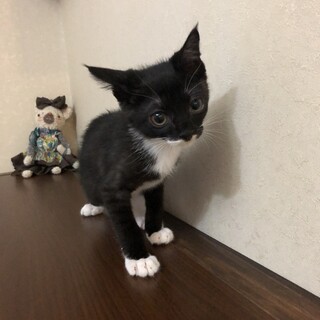 可愛い声の男の子です！