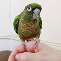 ウロコインコ