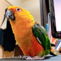 ナナイロメキシコインコ