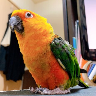 ナナイロメキシコインコ