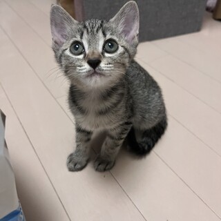 ミルクから育てました。きじこねこ♂