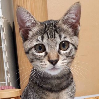 募集停止　兄妹仲良しキジトラ女子コロッケ