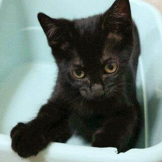 甘えん坊の人間大好き！黒猫女子ひとは