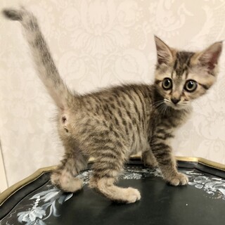 こぼれおちそうなまん丸お目々のおチビさん