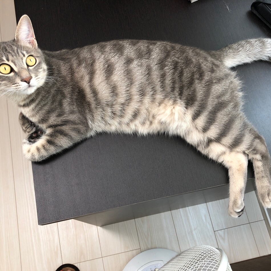 小鉄のカバー写真