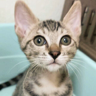 甘えん坊の人間大好きキジトラ男子よつば