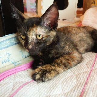 募集停止　寄ってくるサビ女子オリーブ