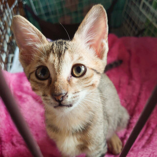 甘えん坊の人間大好きキジトラ男子チャイ