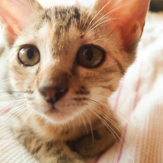 募集停止　キジトラ女子ゆず