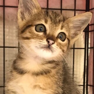 SOS　幸せ待ち。とっても可愛いムギワラ色