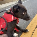 可愛い兄弟信玄のお家を探しています