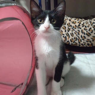 元気な甘えん坊☆白黒くん